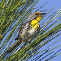 Olive-capped Warbler